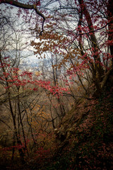 Bright red leaves on stark, almost-bare trees with black branches on a cold winter morning in Maebongsan forest park in Seoul, South Korea