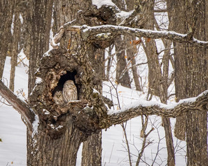 A pair of Ural Owls (Strix uralensis) roosting in a hollow tree nest in a snowy forest near Kushiro...