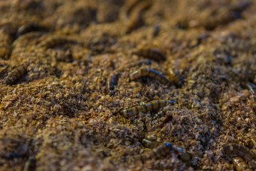 worms as lizards food