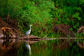Grey Heron or Ardea cinerea on river in wild nature