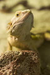 lizard photo in imitation of natural habitat