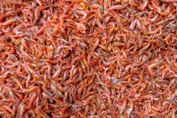 Close-up of tiny shrimp for sale at Jagalchi Fish Market in Busan, South Korea 