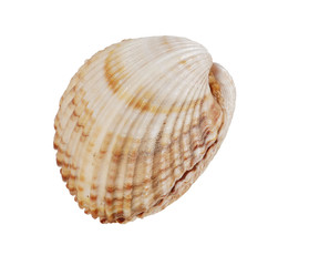Shell on white background, isolated, closeup