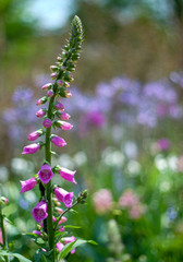 Pink Foxglove