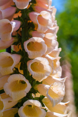 Peach Foxglove