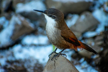 pájaro