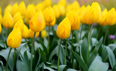 Blooming yellow tulips on flowerbed in Keukenhof, Netherlands. Famous Garden of Europe.
