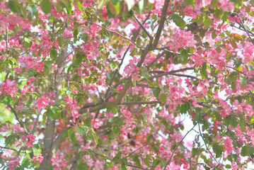 Blooming pink apple tree.