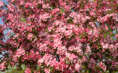 Fototapeta premium Blooming pink apple tree.