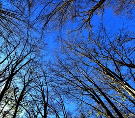 the blue sky seen among the leafless branches