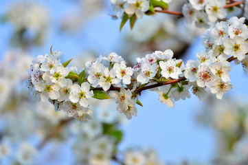 Pear flower in full bloom in spring
