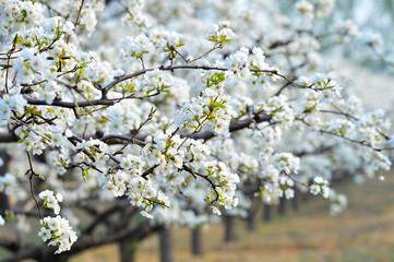 Pear flower in full bloom in spring
