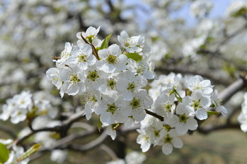 Pear flower in full bloom in spring