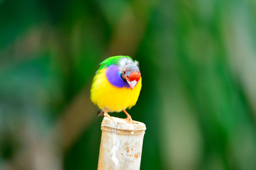 The outdoor fringillidae birds in the park