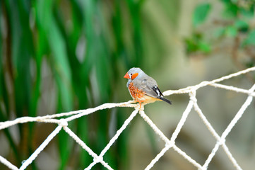 The outdoor fringillidae birds in the park