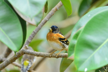 The outdoor fringillidae birds in the park