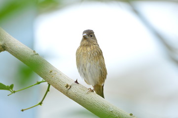 The outdoor fringillidae birds in the park