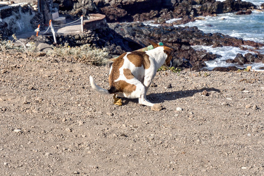 a small dog puts a thick pile of shit in the middle of the beach,