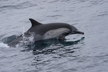 Common Dolphin Breach