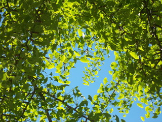 Summer background with fan-shaped ginkgo leaves (Ginkgo biloba) and a bright blue sky in the background
