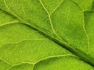 Macro photo of a sorrel leaf (Rumex acetosa)