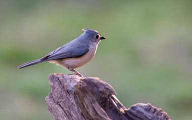 Tufted Titmouse perches on a tree limb.