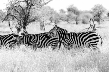 Fototapeta na wymiar Black and white zebras in grasslands