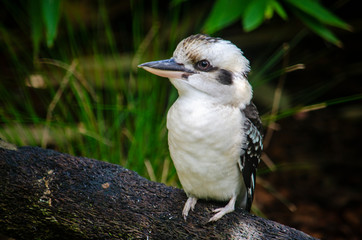 australian kookaburra