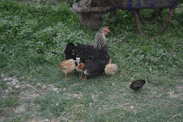 chickens under the dwarfs