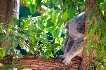 Cuddly Koala sleeping , Australia