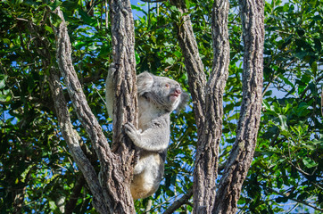 Koala on tree , Australia