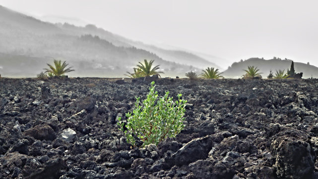 A large lava stone scree landscape from the last volcanic eruption on La Palma in the west of the Canary Island.