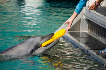 Dolphin playing with yellow kick board, Gold Coast, Australia