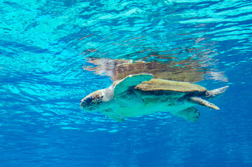 Sea turtle