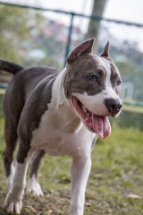 pitbull puppy watching the park around