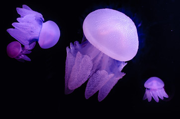 Blue Blubber jellyfish (catostylus mosaicus)