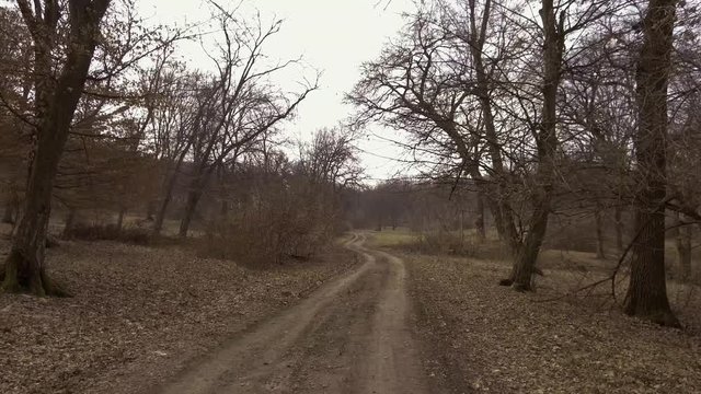 Driving on a narrow dirt path through Hoia Baciu forest in Romania. Legend of haunted forest near Transylvania, Romania famous for mysterious events.