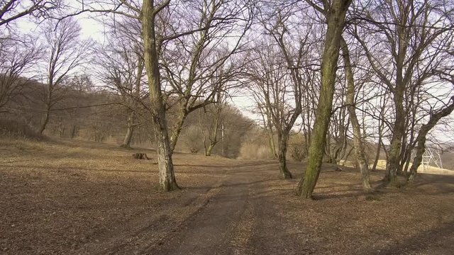 Driving on a narrow dirt path through Hoia Baciu forest in Romania. Legend of haunted forest near Transylvania, Romania famous for mysterious events.
