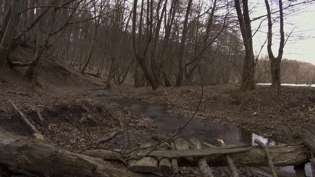 Collapsed rustic bridge over a creek in Hoia Baciu haunted forest of Romania. Wide view of the forest floor in Autumn and bare trees.