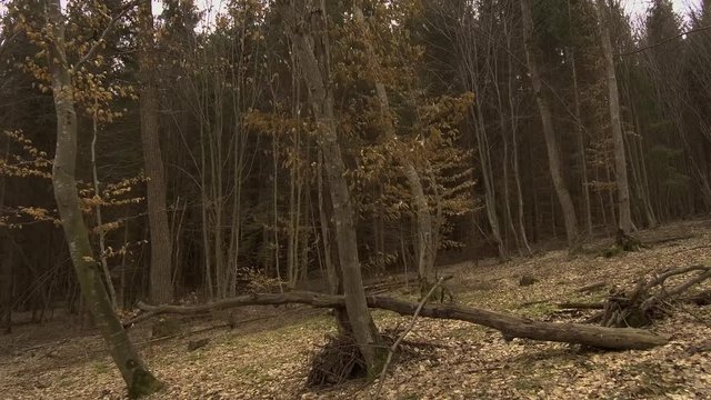 Hoia Baciu forest in Autumn. Bare trees and leaves covering the ground. Hiking through the woods in Fall.