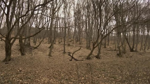 Spooky bare trees in Hoia Baciu, a famous haunted forest in Romania. Leaves blanket the forest floor. PAN RIGHT.