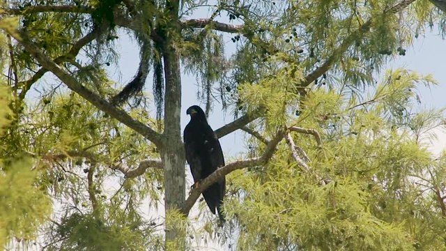 Large Black Hawk cawing from perch in tree, windy day