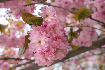 pink crab apple tree flower close up