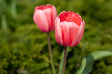 two coral pink tulips
