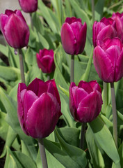 hot pink fusia tulips 