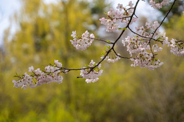Cherry blossom branch close up