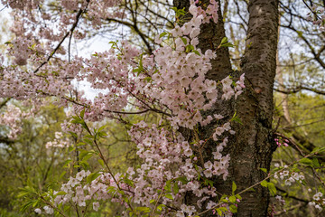 Cherry blossoms on tree trunk 
