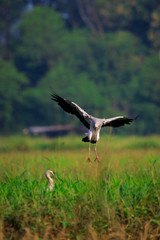 Image of an Asian openbill stork(Anastomus oscitans) flying on the natural background. Bird, Wild Animals.