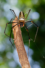 Image of Golden Long-jawed Orb-weaver Spider(Nephila pilipes) on dry branches. Insect. Animal.