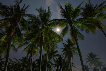 Fototapeta na wymiar from the beach bottom up view palm trees in the night in moonlight with starry sky a vacation relaxing night scene 